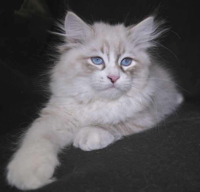 Neva Masquerade kattunge Thrymr