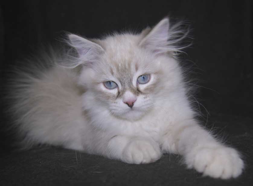 Neva Masquerade kattunge Taurus