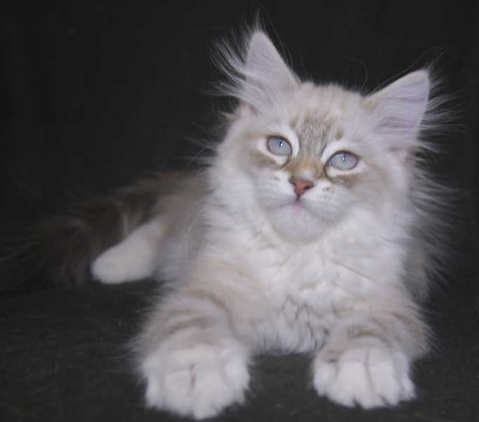 Neva Masquerade kattunge Thyone