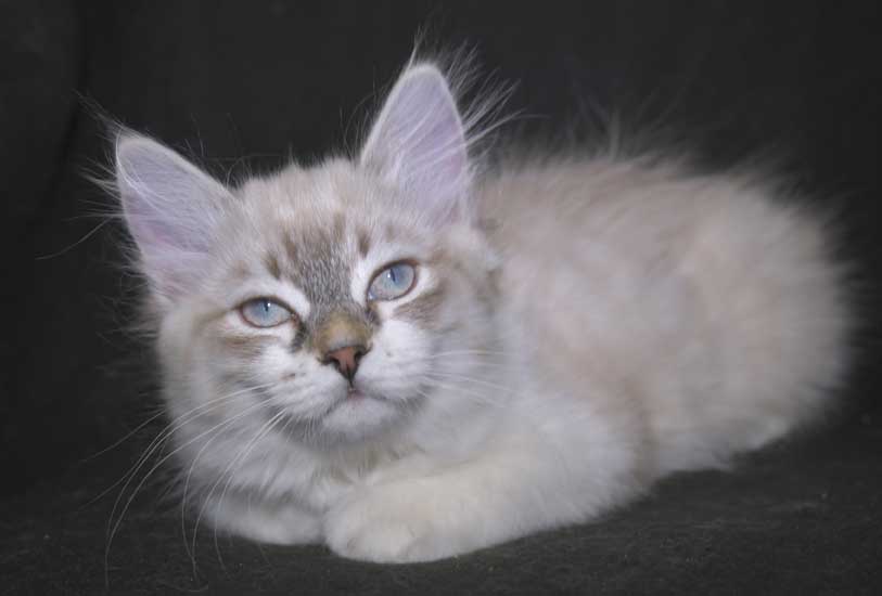 Neva Masquerade kattunge Thalia