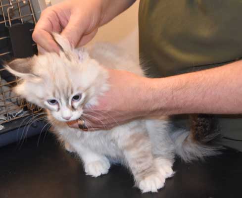 Neva Masquerade kattunge Thrymr