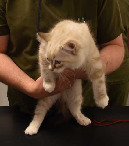 Neva Masquerade kattunge Thule