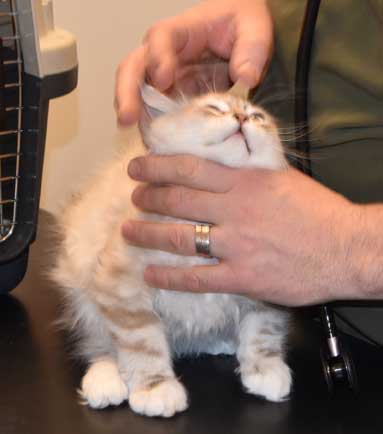 Neva Masquerade kattunge Thyone