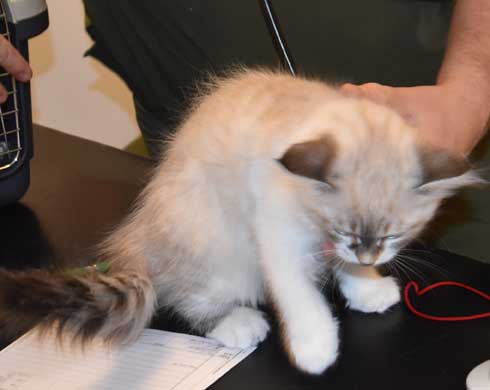 Neva Masquerade kattunge Thalia