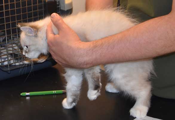 Neva Masquerade kattunge Taurus