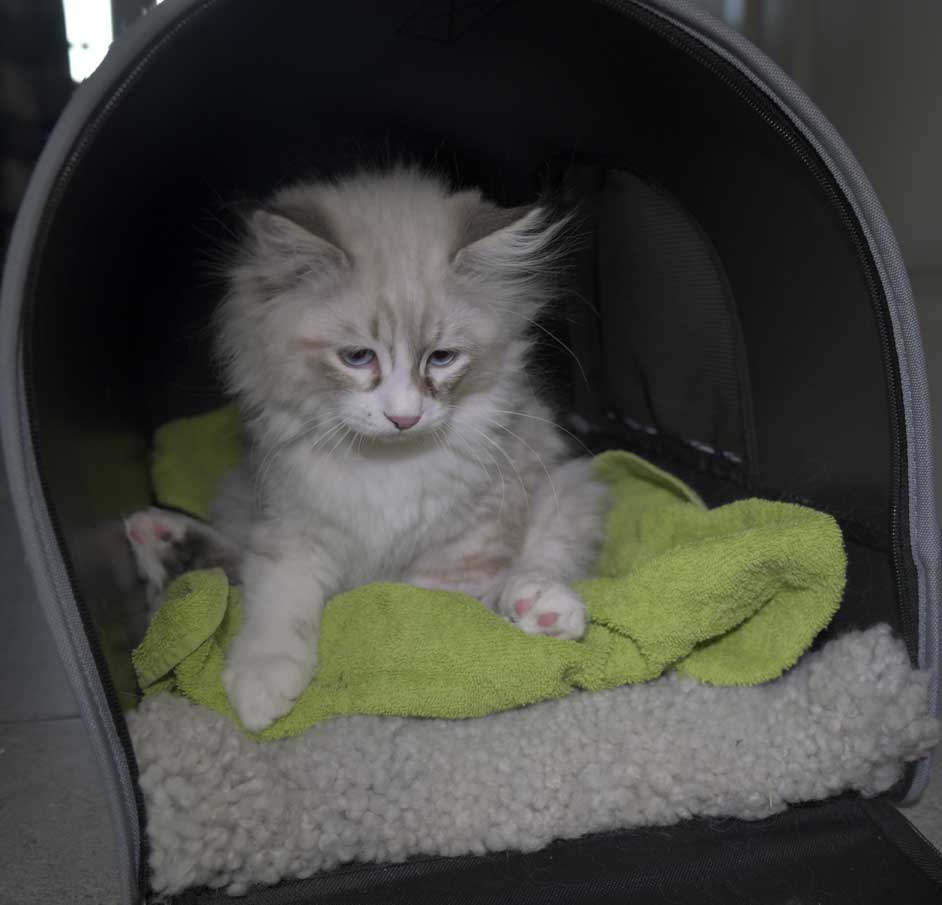 Neva Masquerade kattunge Thrymr