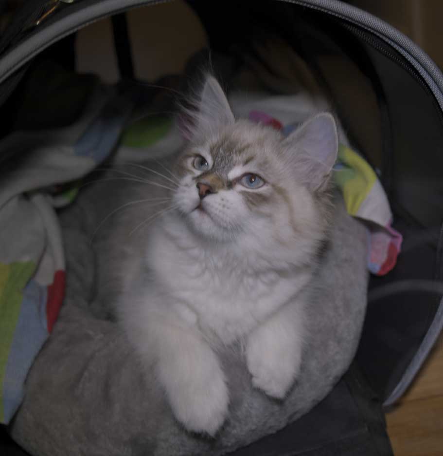 Neva Masquerade kattunge Thalia