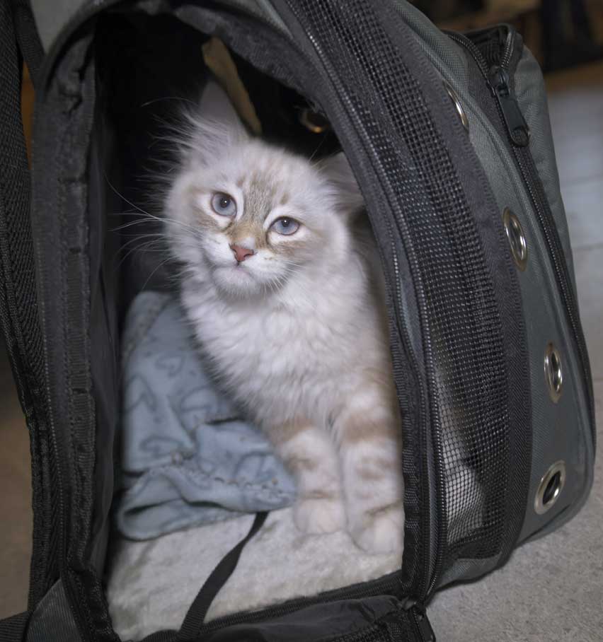 Neva Masquerade kattunge Thyone