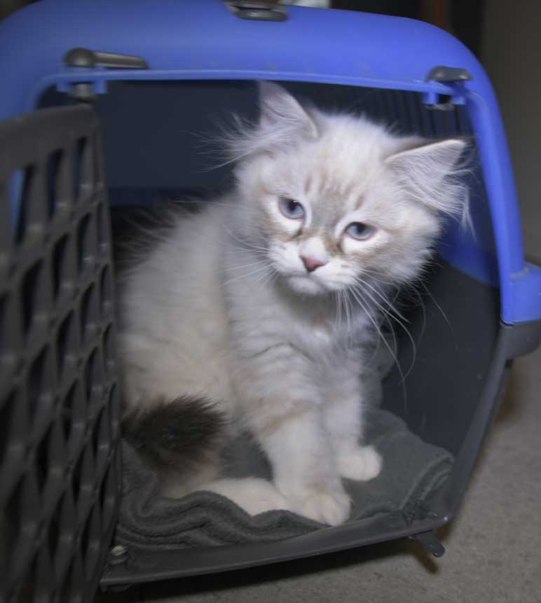 Neva Masuerade kattunge Taurus