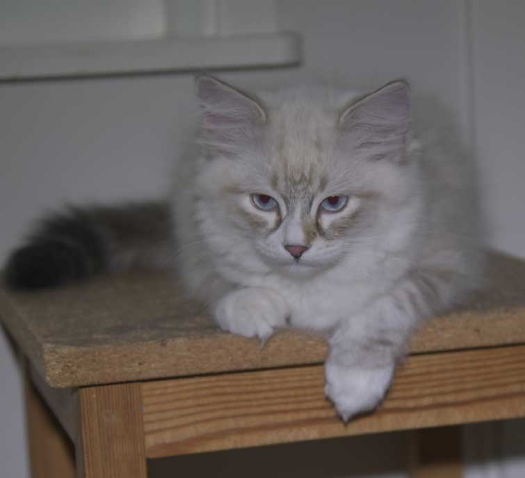 Neva Masquerade kattunge Thule