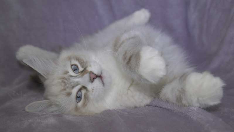 Neva Masquerade kattunge Thule