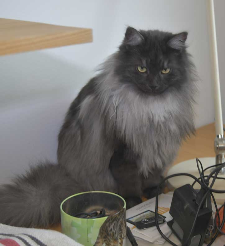 Sibirisk kattunge Sir Skip