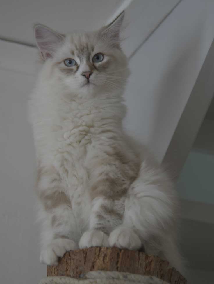 Neva Masquerade kattunge Thule