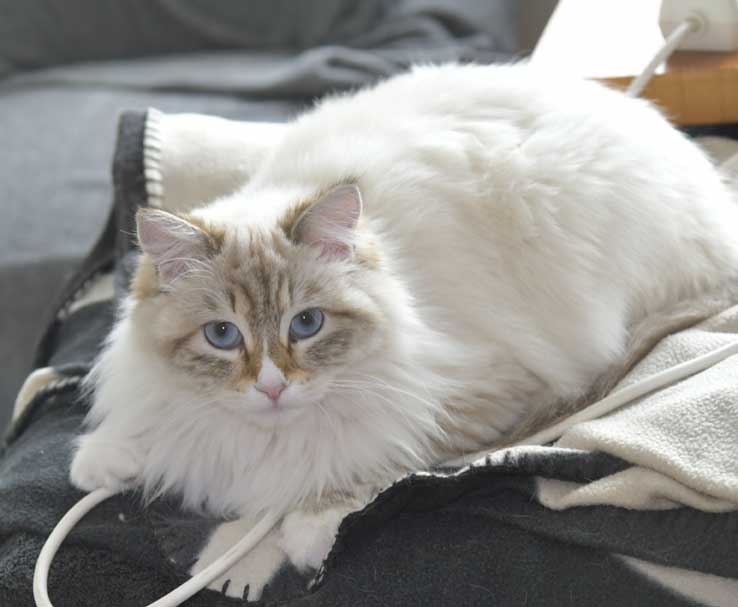 Neva Masquerade kattunge Ritzi