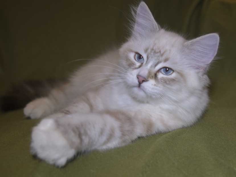 Neva Masquerade katt Thule