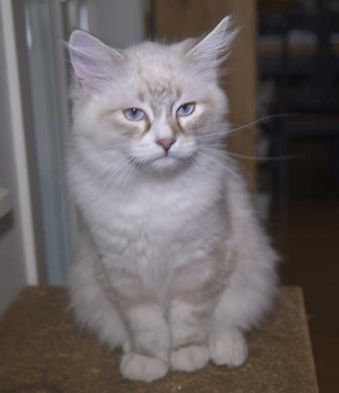 Neva Masquerade kattunge Thule