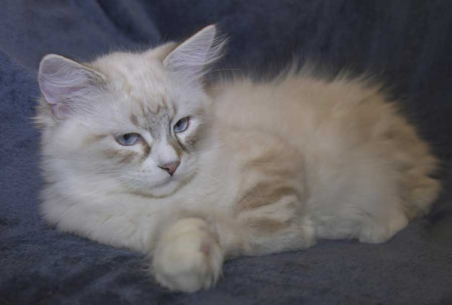 Neva Masquerade kattungar T3-kull