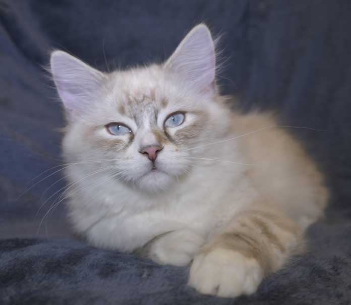 Neva Masquerade kattunge Thule