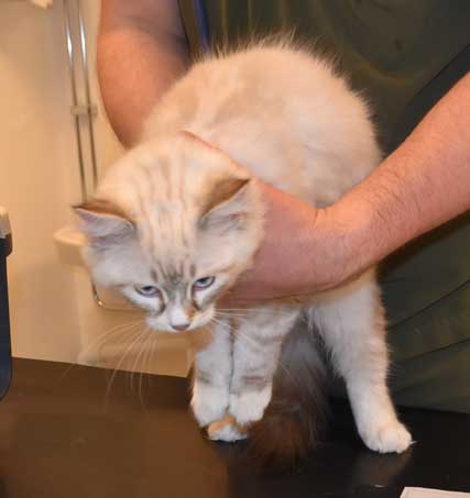 Neva Masquerade kattunge Thule