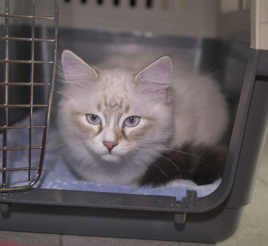 Neva Masquerade kattunge Thule