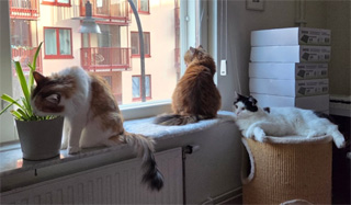 Sibirisk katt Nymphe, Orinda o Saroma
