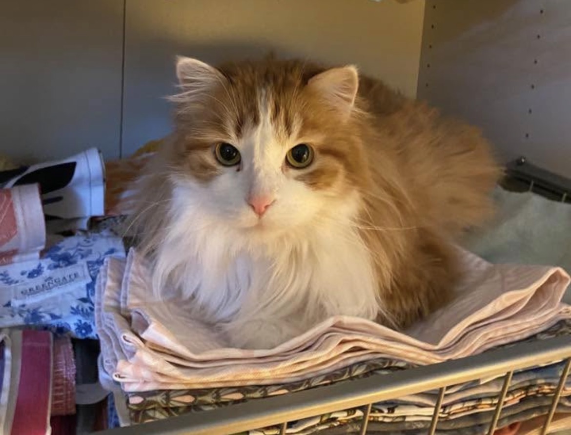 Sibirisk katt Pollux