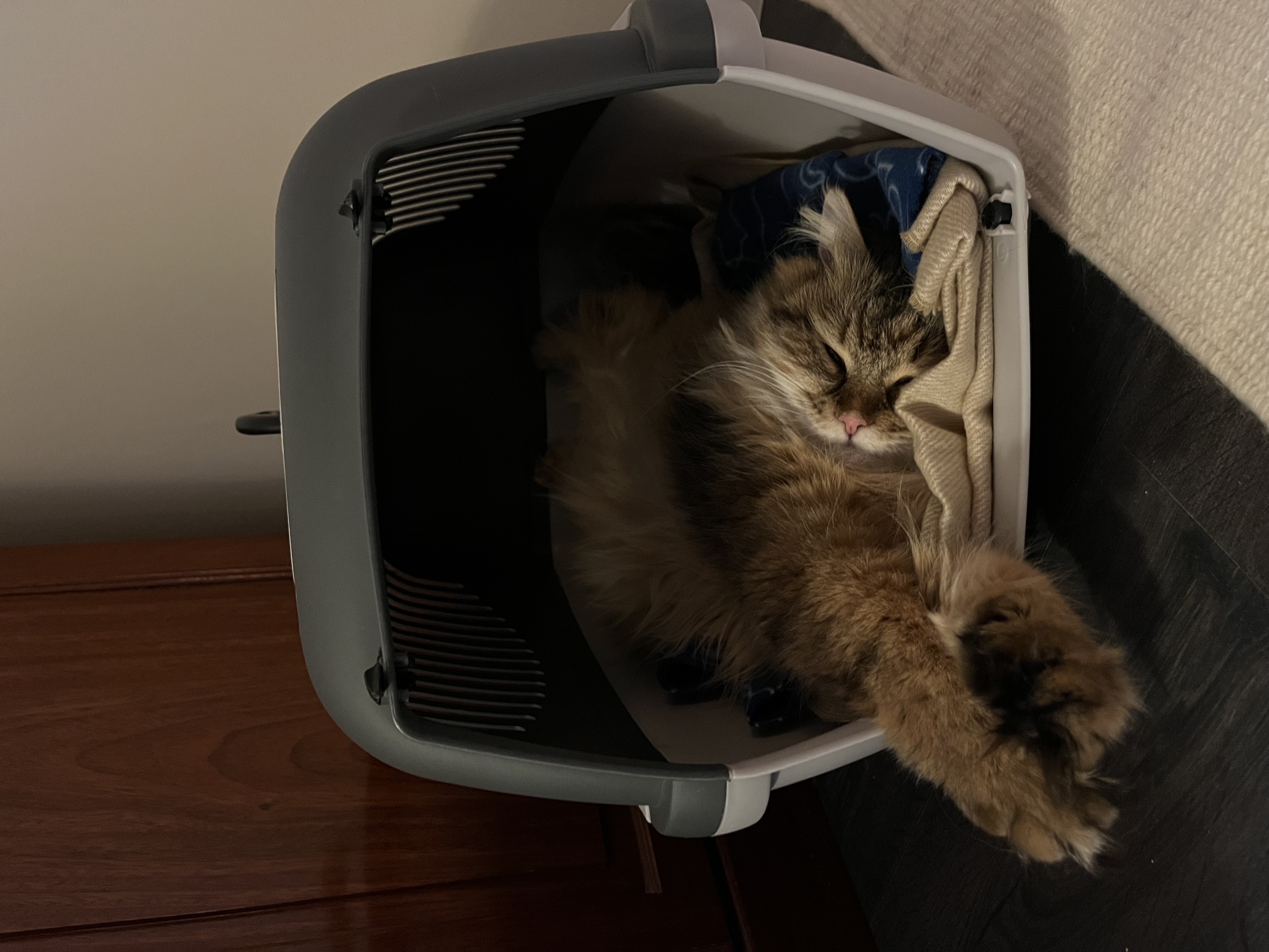 Sibirisk katt Mimas