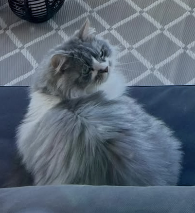 Sibirisk katt Deimos
