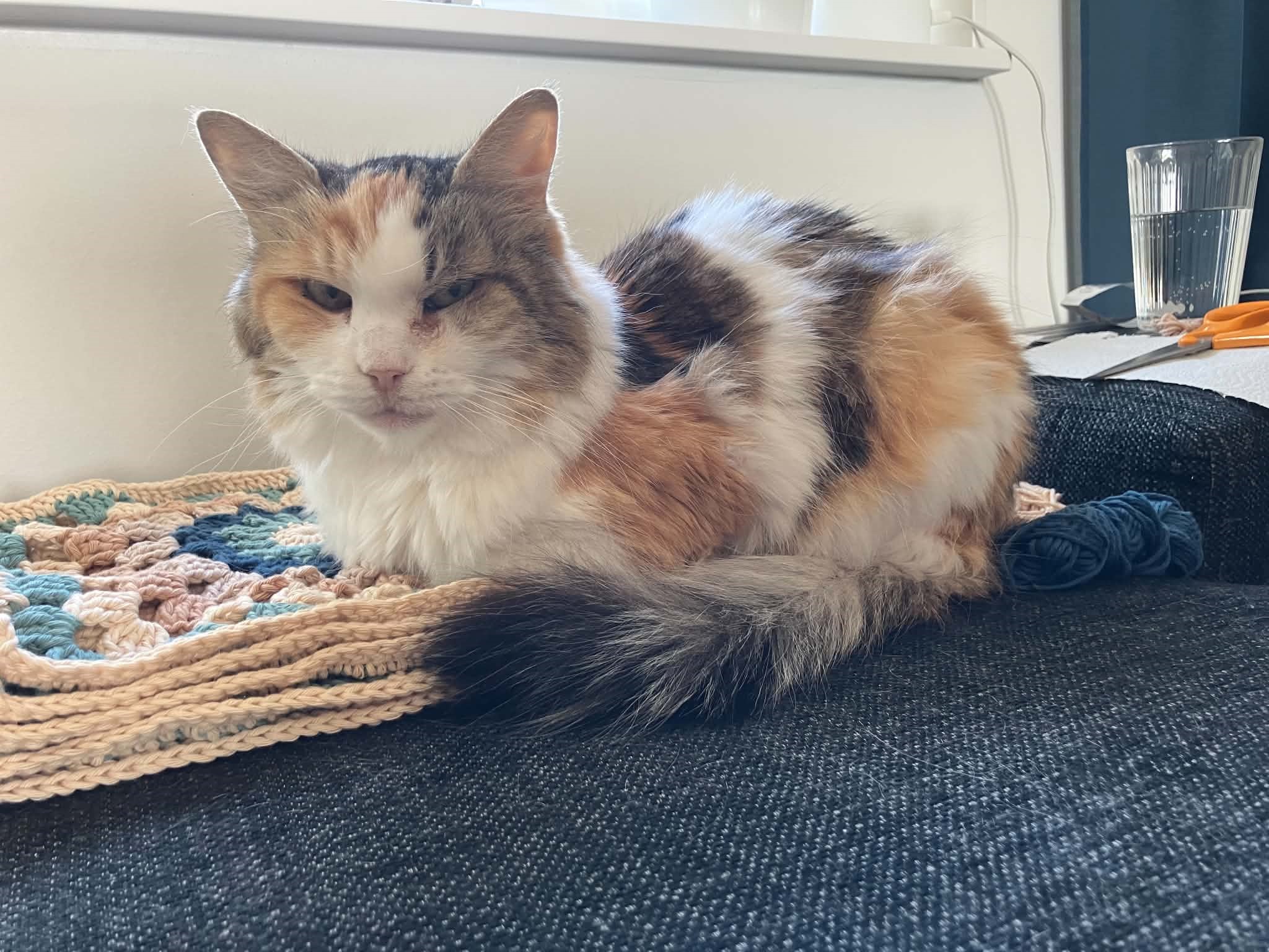 Sibirisk katt Colbie