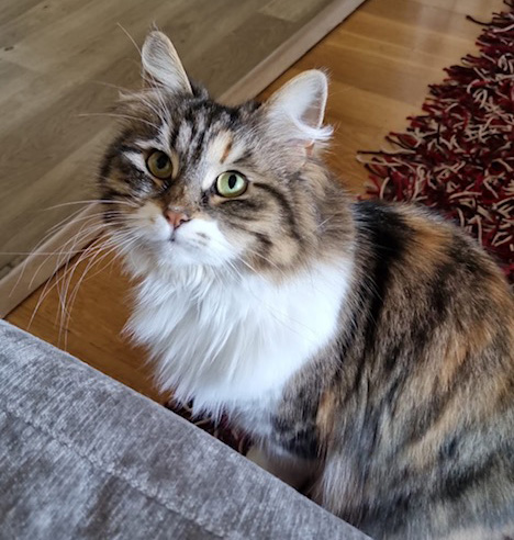Sibirisk katt Xainza