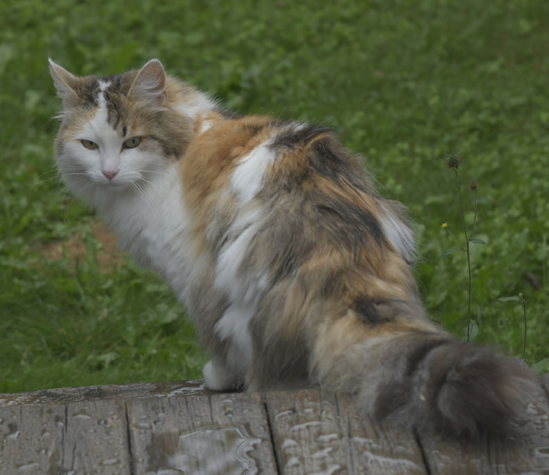 Sibirisk katt Tracie