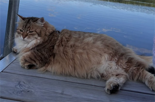 Sibirisk katt Fujita