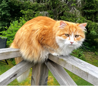 Sibirisk katt Flynn