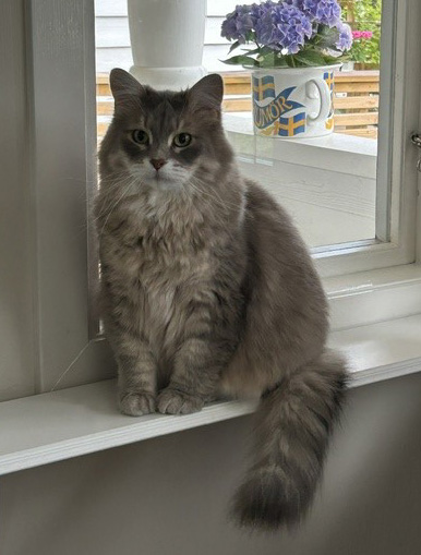 Sibirisk katt Yabu