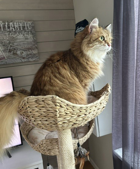 Sibirisk katt Mneme
