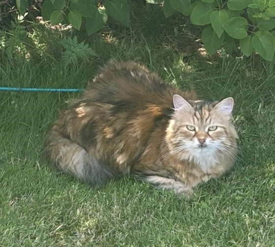 Sibirisk katt Yanai