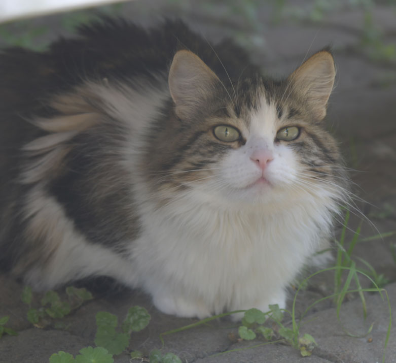 Sibirisk katt Vickie