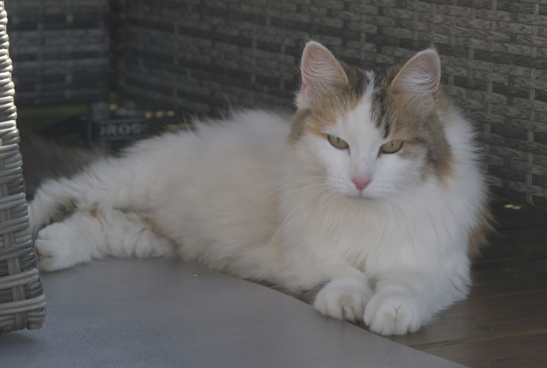 Sibirisk katt Tracie