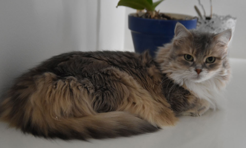 Sibirisk katt Utopia