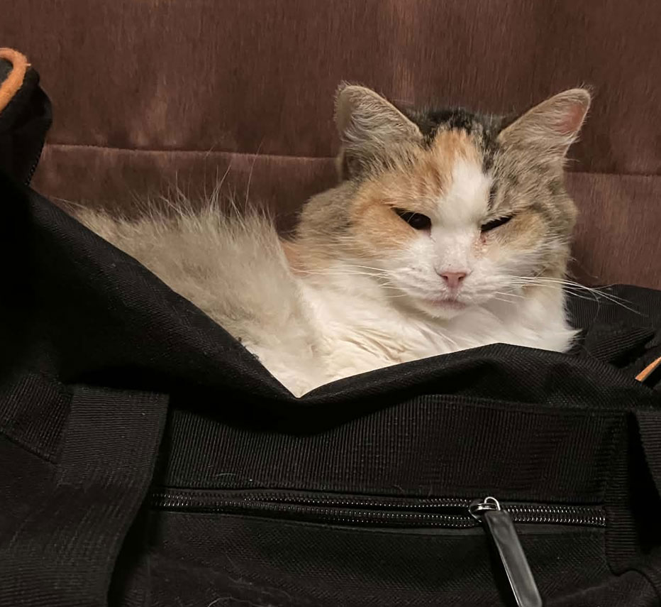 Sibirisk katt Colbie