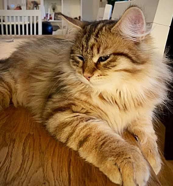 Sibirisk katt Måns