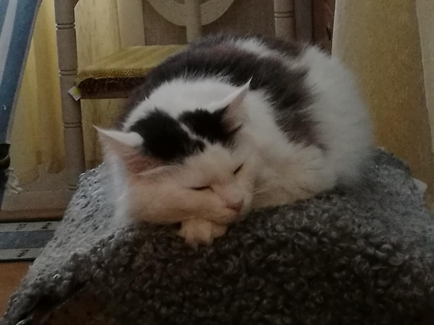 sibirisk katt Junior