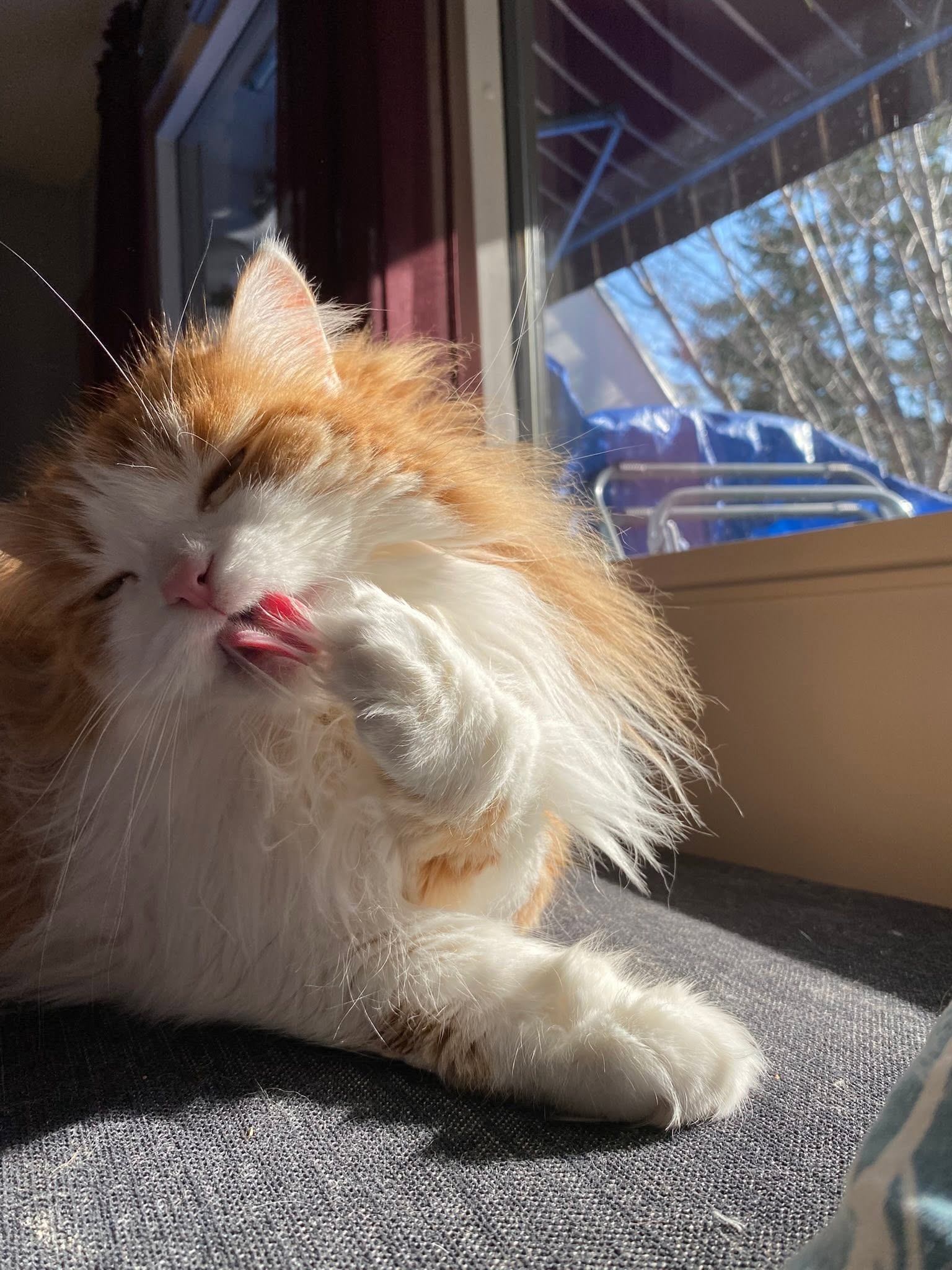 Sibirisk katt Pollux