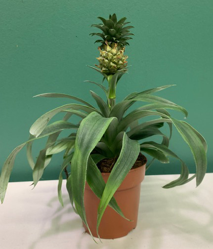 Ananas