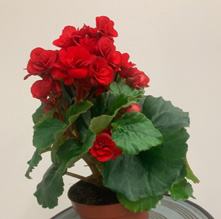 Begonia