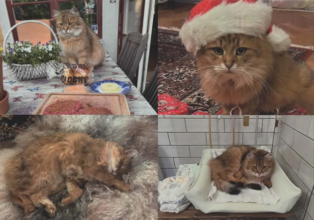 Sibirisk katt Betelgeuse