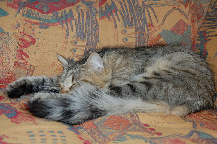 sibirisk katt sover