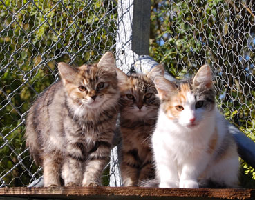 sibirisk katt