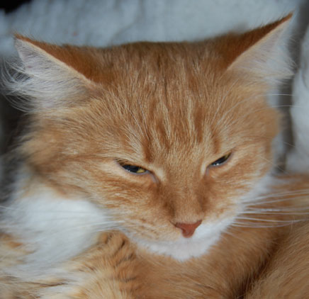 sibirisk katt