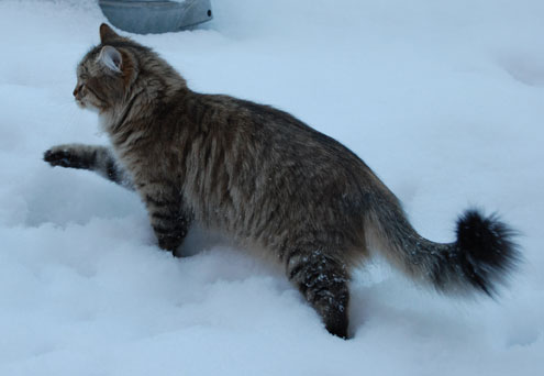 sibirisk katt i snön